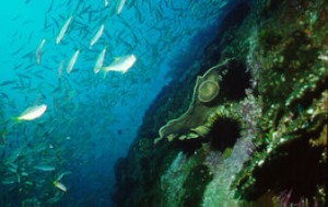 South West Rocks Pinacle