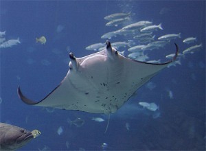 manta_ray